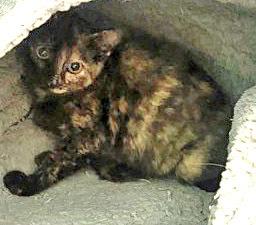 Matilda