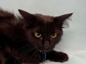 Dovie, Adult Female unknown
