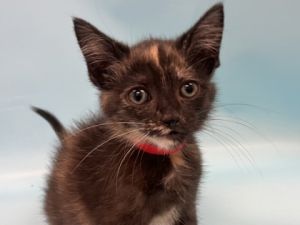 Tiger Lily, Baby Female unknown