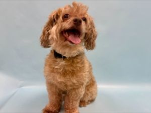 Apple Cider, Senior Female unknown