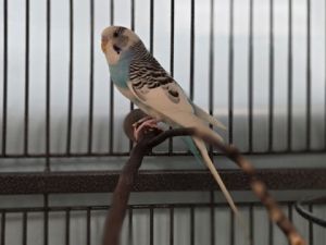 59082610, Adult Male unknown