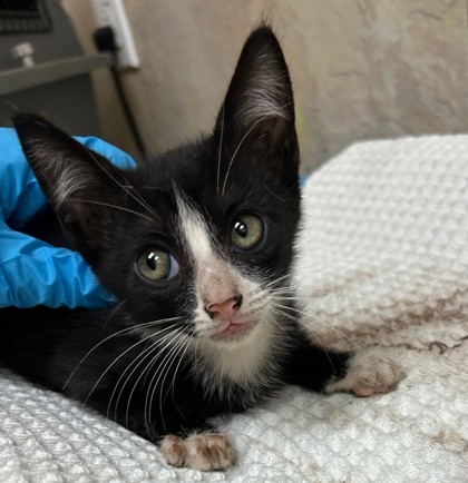Oreo