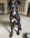 Odie photo 1