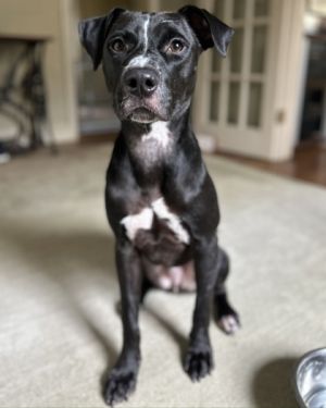 Odie, Young Male unknown