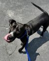 Odie photo 2