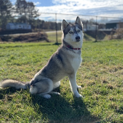 Stardust thumbnail 2