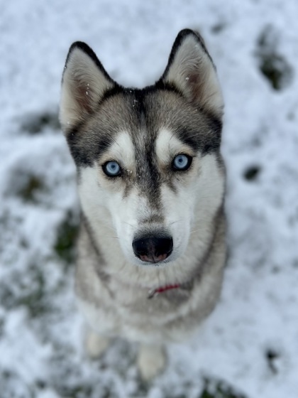 Stardust thumbnail 3