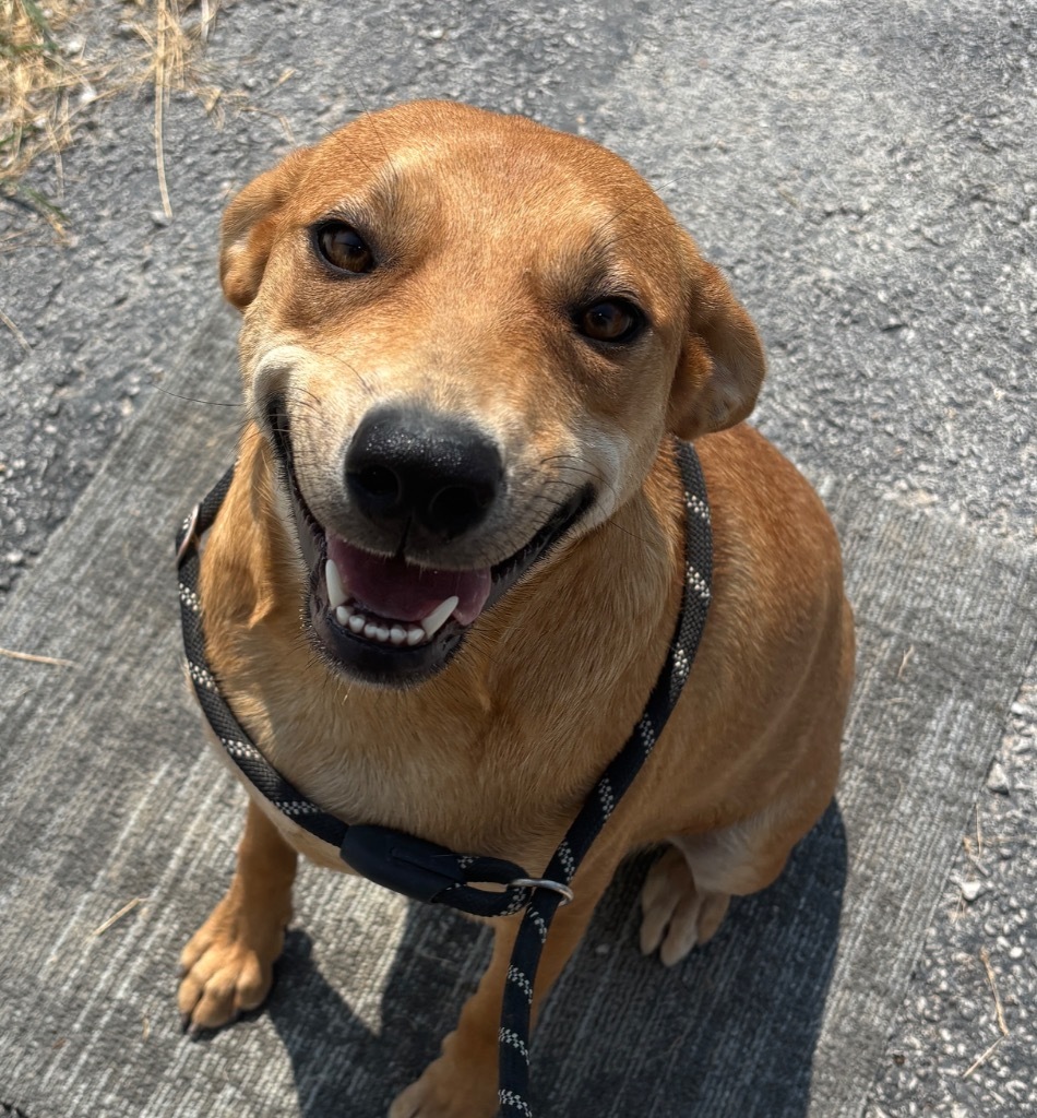 Ellie, an adoptable Affenpinscher in Carthage, MO, 64836 | Photo Image 1