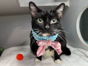 Mango, Senior Female unknown