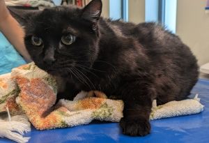 Cherry, Senior Female unknown