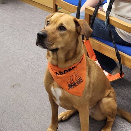Mabo, an adoptable Labrador Retriever, Mixed Breed in Fergus Falls, MN, 56537 | Photo Image 2