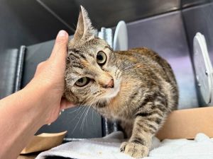 Mila, Young Female unknown