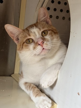 Castle, an adoptable Domestic Short Hair in Pendleton, OR, 97801 | Photo Image 1