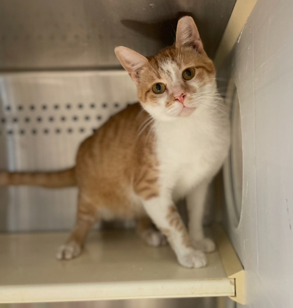 Castle, an adoptable Domestic Short Hair in Pendleton, OR, 97801 | Photo Image 2