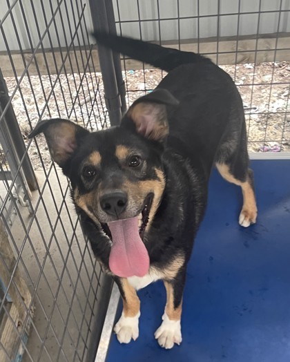 Rucker, an adoptable Mixed Breed in Pendleton, OR, 97801 | Photo Image 1