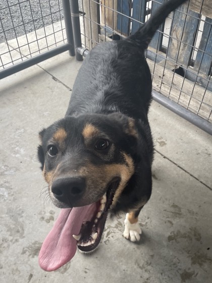 Rucker, an adoptable Mixed Breed in Pendleton, OR, 97801 | Photo Image 3