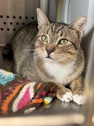 Rock, an adoptable Domestic Short Hair in Pendleton, OR, 97801 | Photo Image 1
