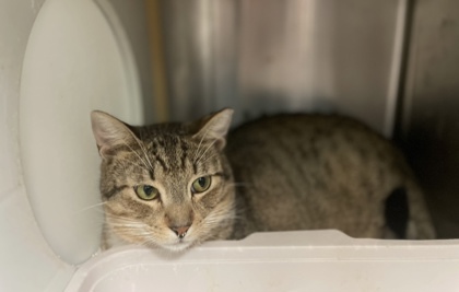 Rock, an adoptable Domestic Short Hair in Pendleton, OR, 97801 | Photo Image 2