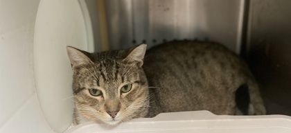 Rock, an adoptable Domestic Short Hair in Pendleton, OR, 97801 | Photo Image 3