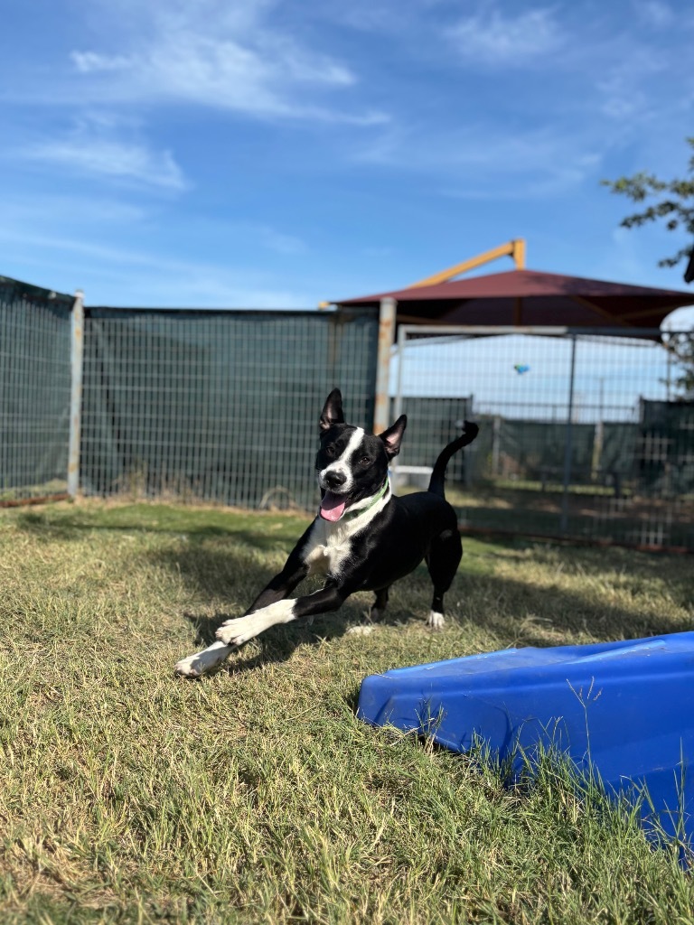 Rex
