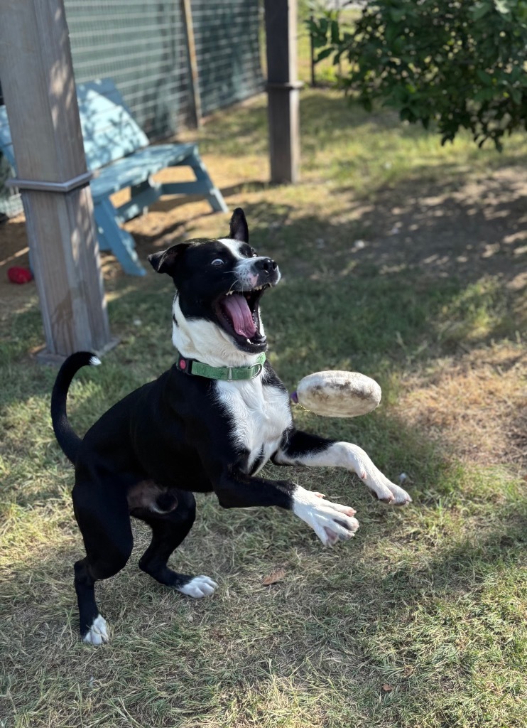 Rex