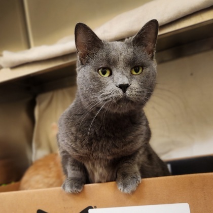 Mama June, an adoptable Munchkin, Domestic Short Hair in Westland, MI, 48185 | Photo Image 1