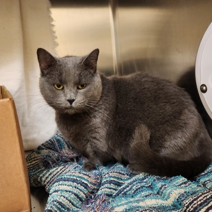Mama June, an adoptable Munchkin, Domestic Short Hair in Westland, MI, 48185 | Photo Image 3