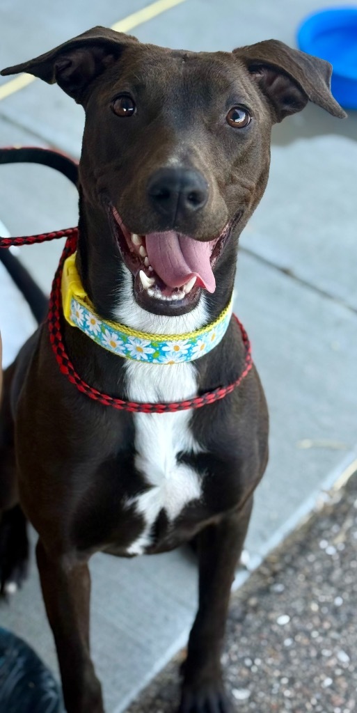 Harlow, an adoptable Terrier in Great Bend, KS, 67530 | Photo Image 1