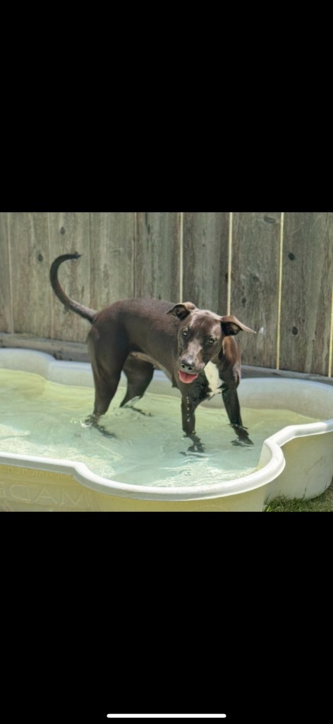 Harlow, an adoptable Terrier in Great Bend, KS, 67530 | Photo Image 3
