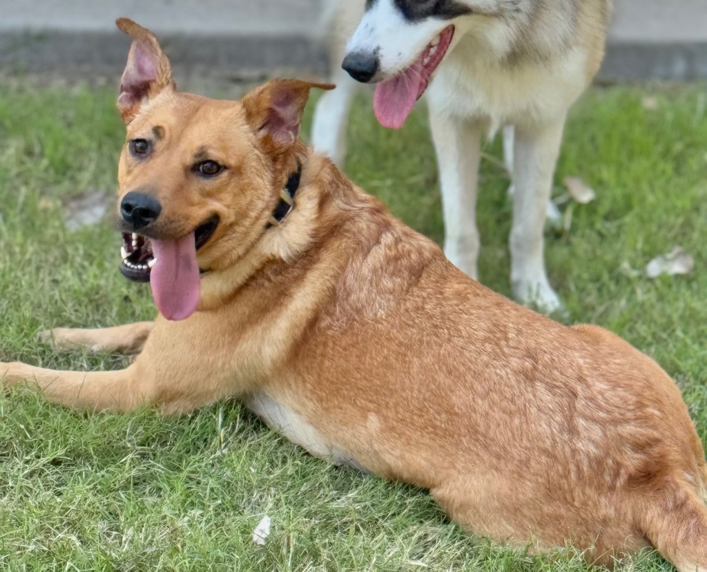 Honey, an adoptable Golden Retriever in Great Bend, KS, 67530 | Photo Image 1