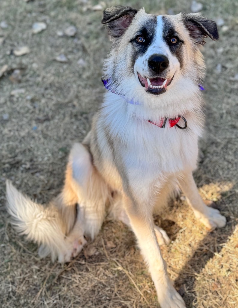 Cookie, an adoptable Anatolian Shepherd in Great Bend, KS, 67530 | Photo Image 1