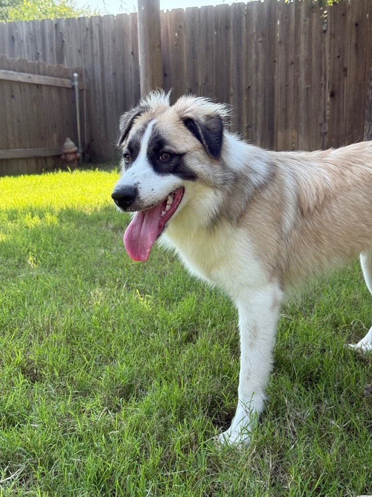 Cookie, an adoptable Anatolian Shepherd in Great Bend, KS, 67530 | Photo Image 1