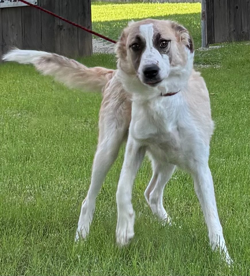 Cookie, an adoptable Anatolian Shepherd in Great Bend, KS, 67530 | Photo Image 3