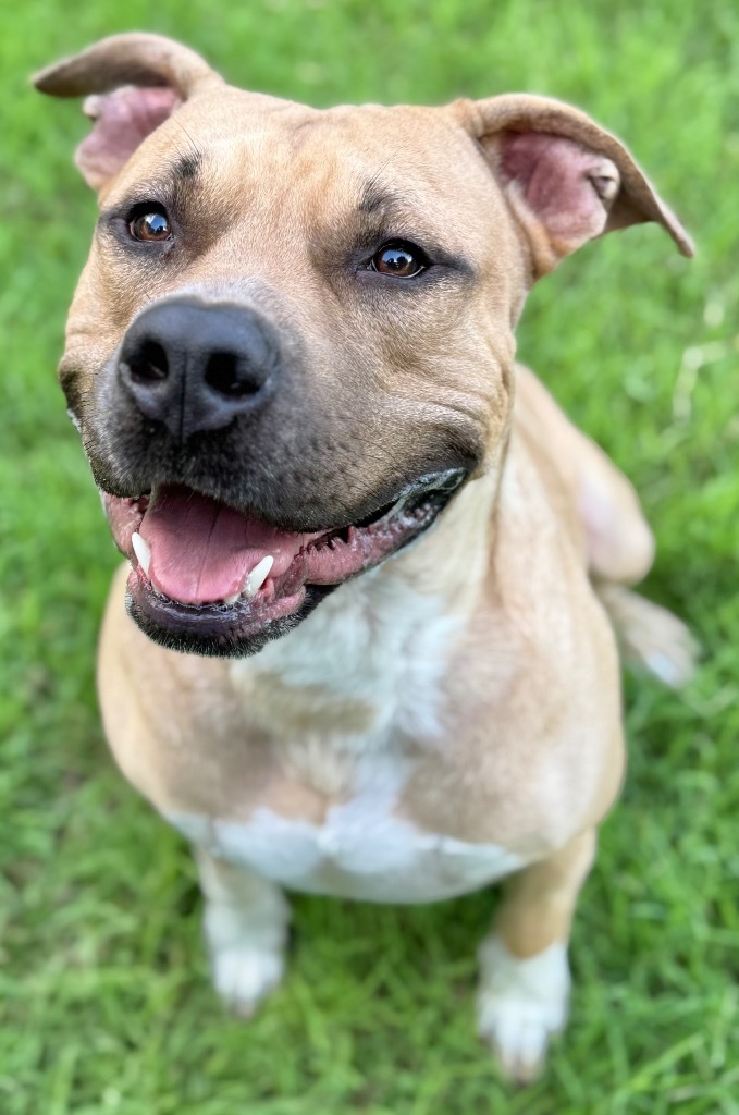 Bruce, an adoptable Pit Bull Terrier in Great Bend, KS, 67530 | Photo Image 1