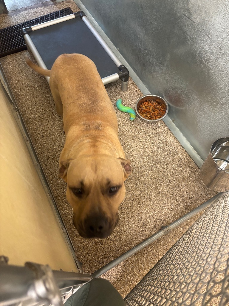 Bruce, an adoptable Pit Bull Terrier in Great Bend, KS, 67530 | Photo Image 2