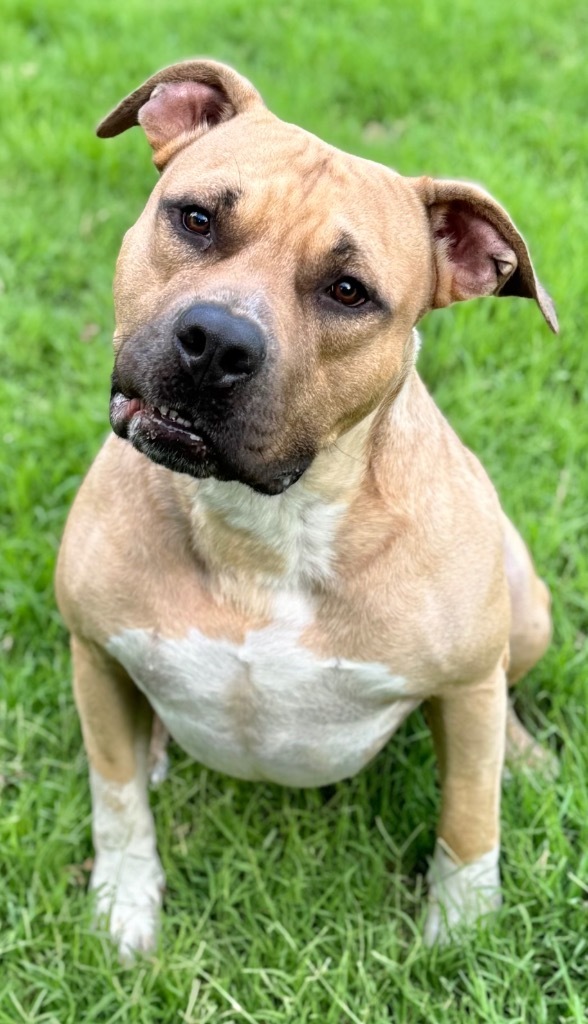 Bruce, an adoptable Pit Bull Terrier in Great Bend, KS, 67530 | Photo Image 3