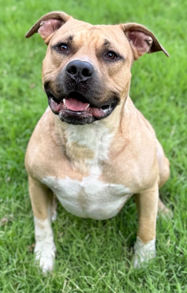 Bruce, an adoptable Pit Bull Terrier in Great Bend, KS, 67530 | Photo Image 4