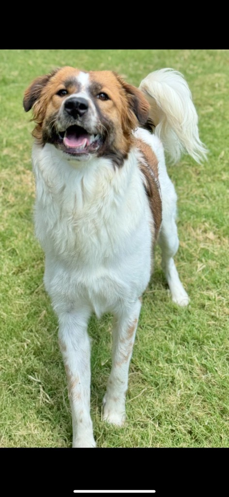 Muffin, an adoptable Anatolian Shepherd, Great Pyrenees in Great Bend, KS, 67530 | Photo Image 1