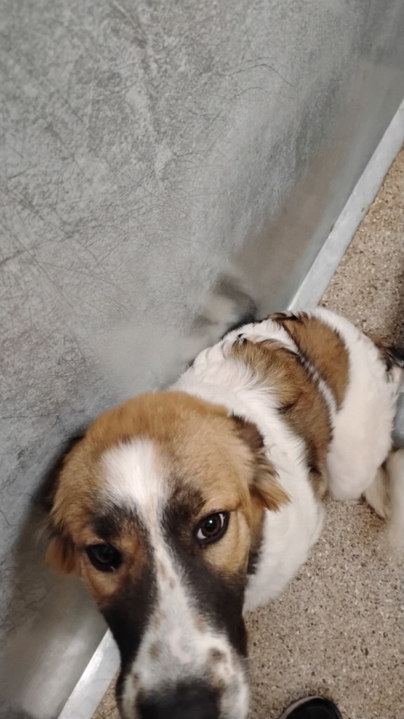 Muffin, an adoptable Anatolian Shepherd, Great Pyrenees in Great Bend, KS, 67530 | Photo Image 2