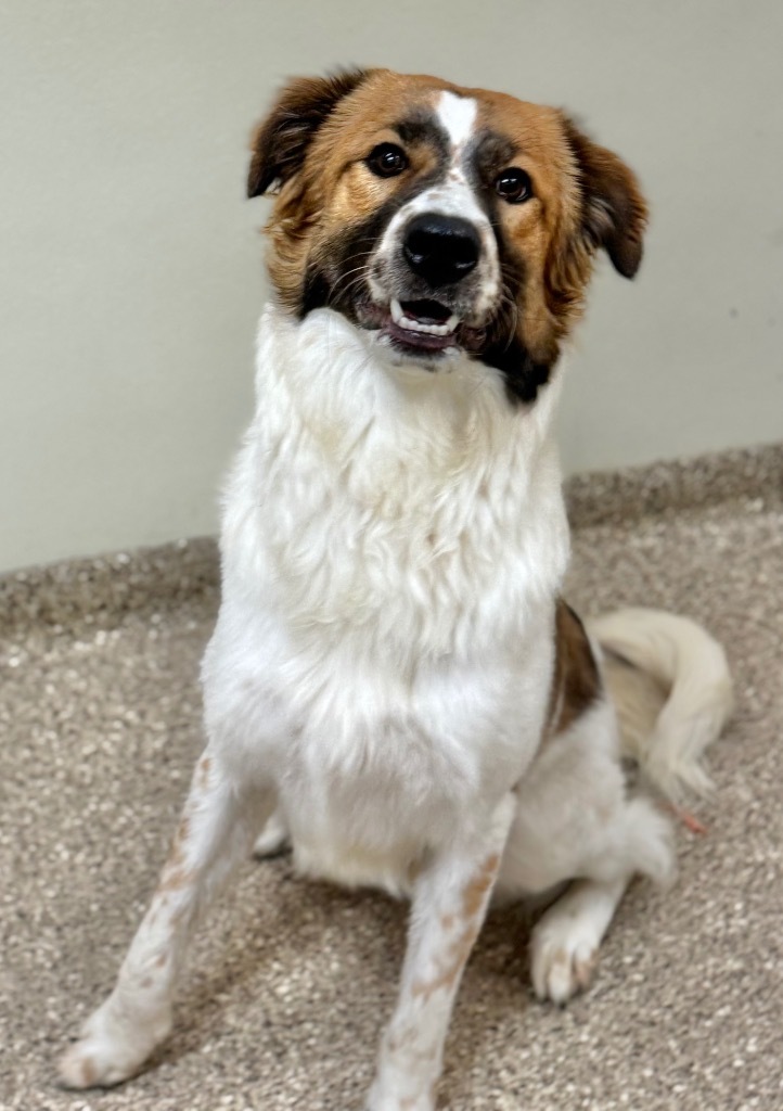 Muffin, an adoptable Anatolian Shepherd, Great Pyrenees in Great Bend, KS, 67530 | Photo Image 3