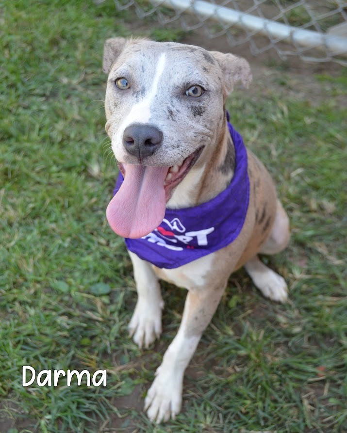 Darma