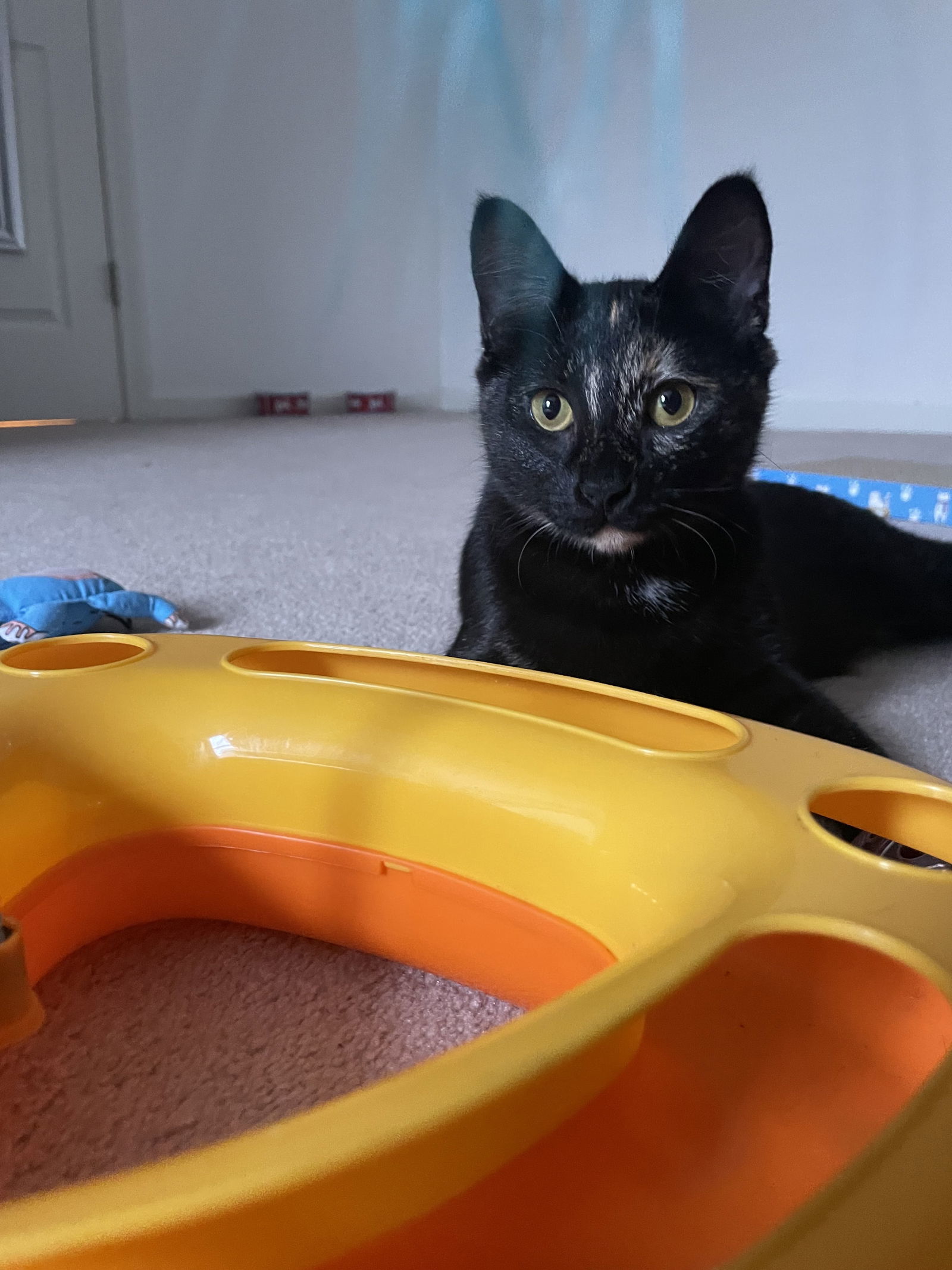 Luna Mae