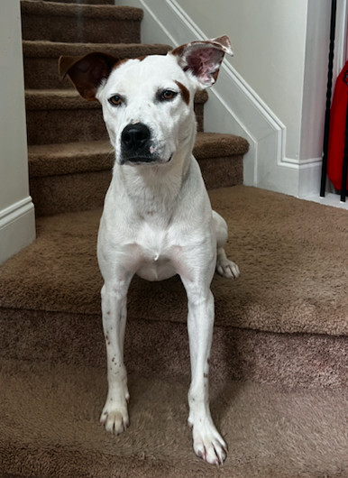 Piston. foster or adopter needed