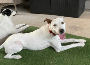 Piston. foster or adopter needed