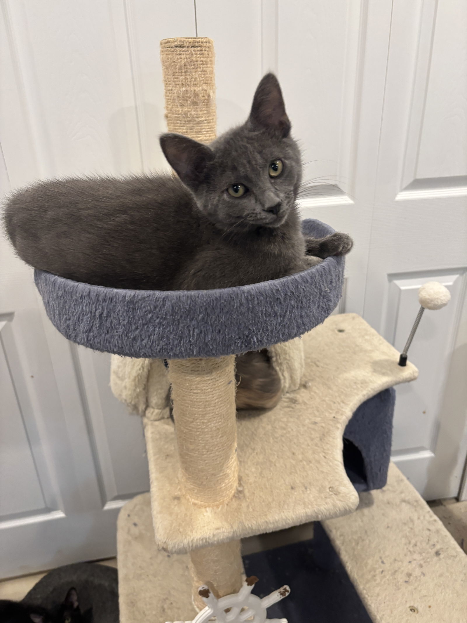 Woods, an adoptable Domestic Short Hair, Chartreux in Walled Lake, MI, 48390 | Photo Image 1