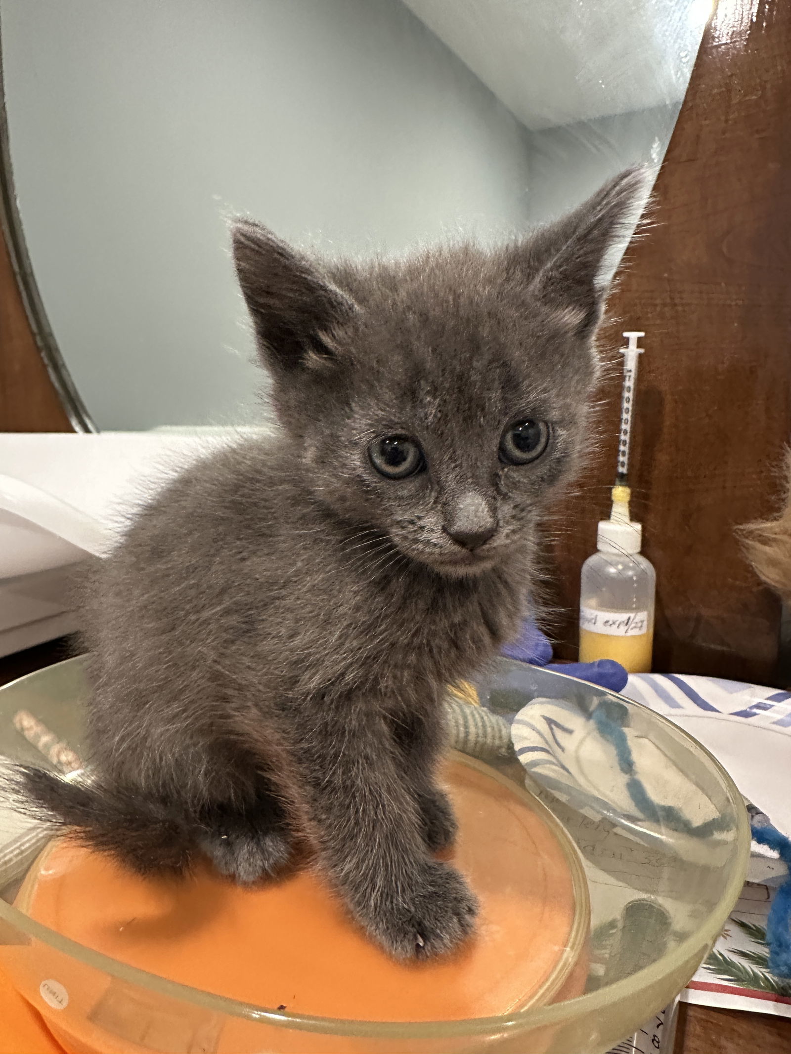 Woods, an adoptable Domestic Short Hair, Chartreux in Walled Lake, MI, 48390 | Photo Image 2