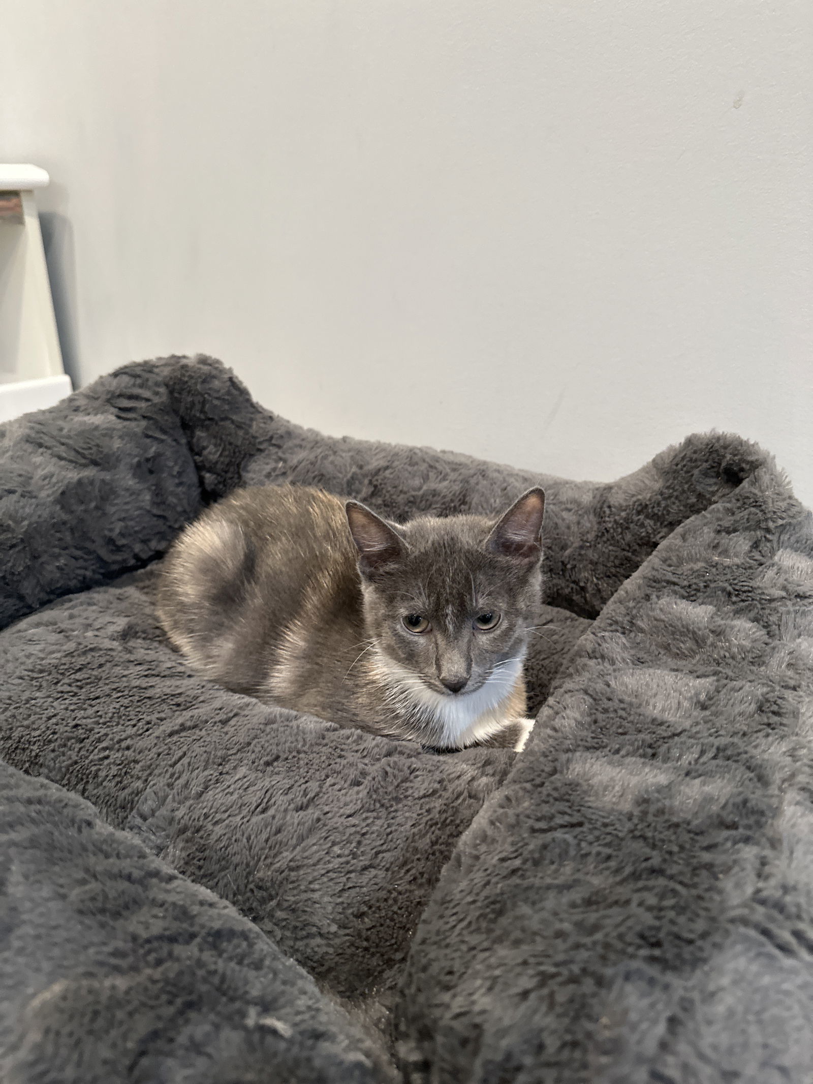 Milaya