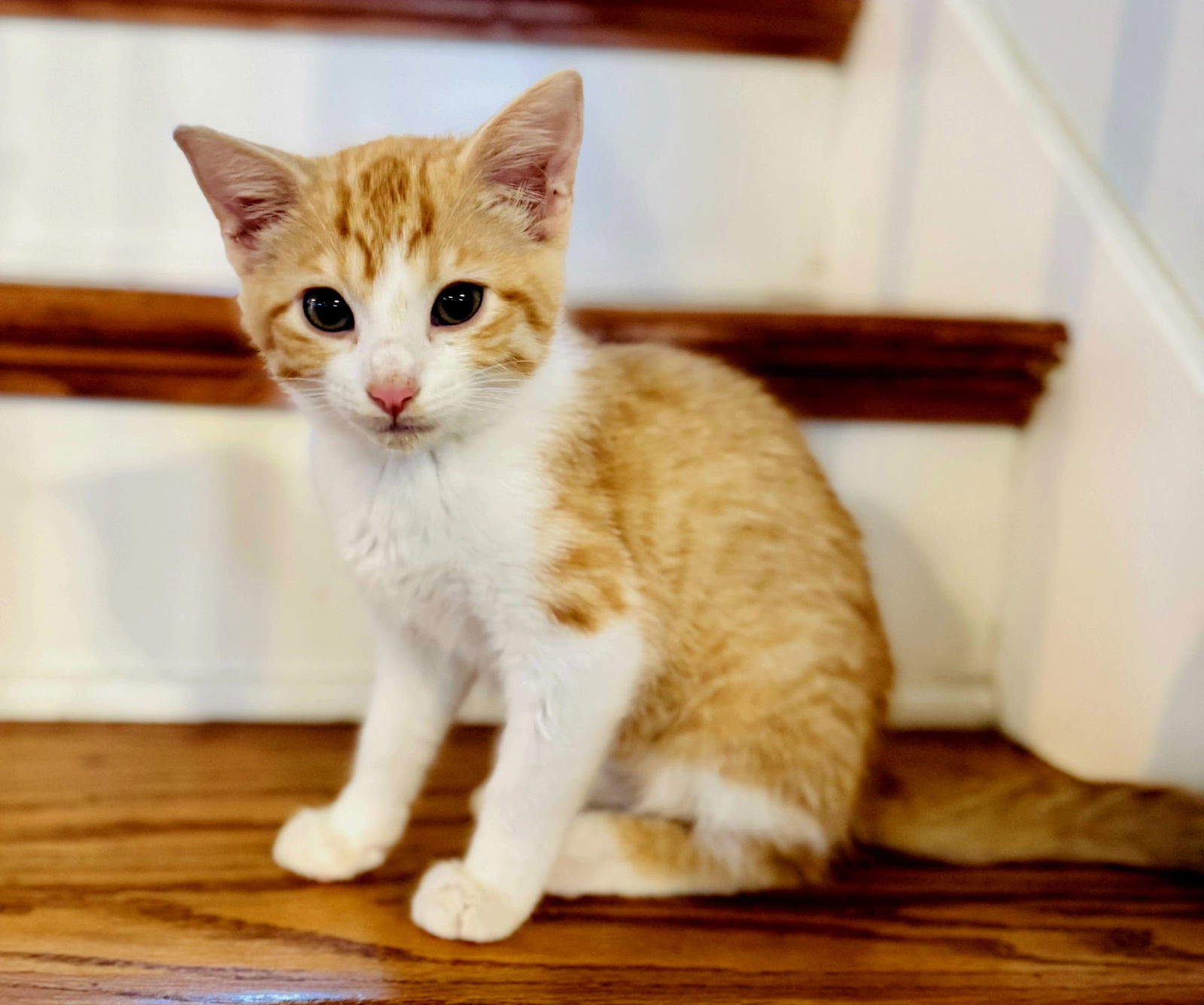 KITTEN COMET