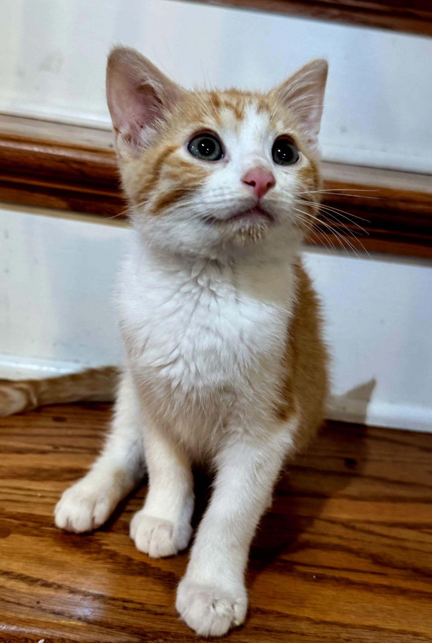 KITTEN COMET
