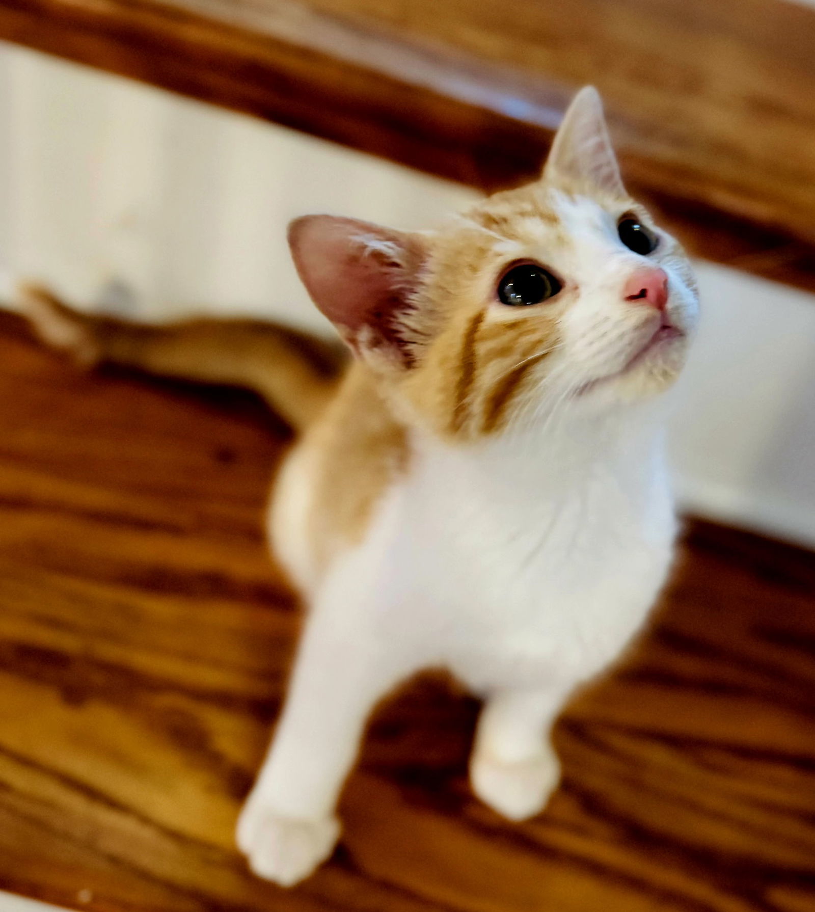 KITTEN COMET